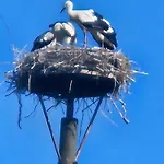 15 Vogelnest - Hof Wiesengrund Parchtitz