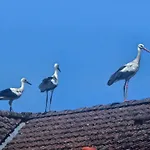 15 Vogelnest - Hof Wiesengrund * Parchtitz