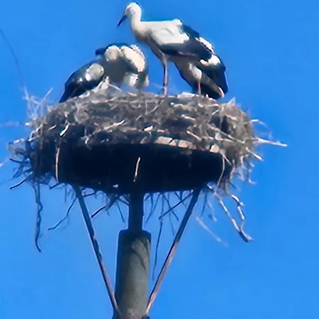 15 Vogelnest - Hof Wiesengrund Parchtitz