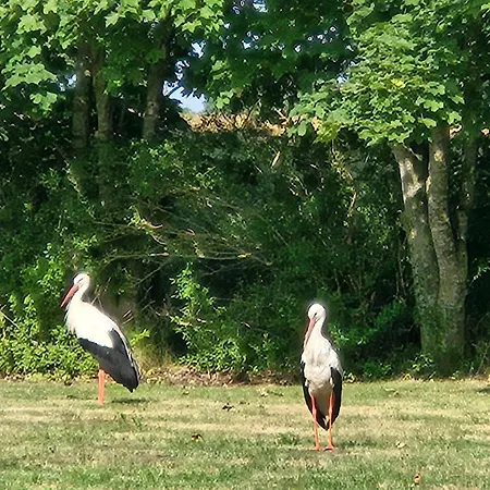 15 Vogelnest - Hof Wiesengrund *