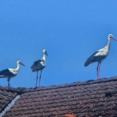 15 Vogelnest - Hof Wiesengrund * Parchtitz