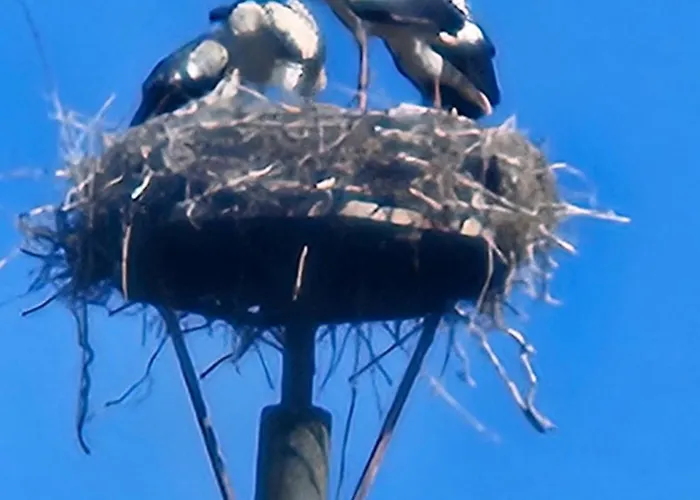 15 Vogelnest - Hof Wiesengrund Parchtitz