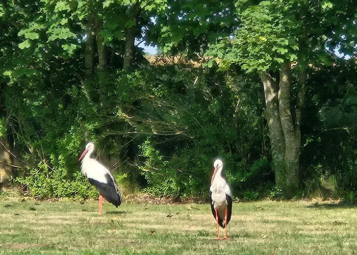 15 Vogelnest - Hof Wiesengrund *