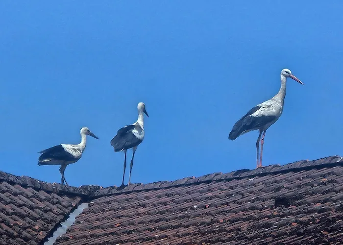 15 Vogelnest - Hof Wiesengrund * Parchtitz